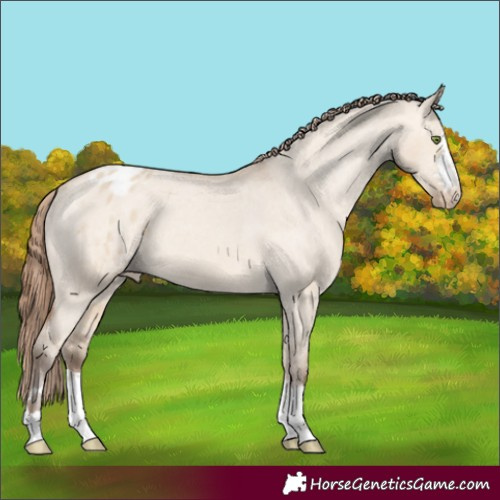 Horse Color:Amber Champagne Dun Varnish 