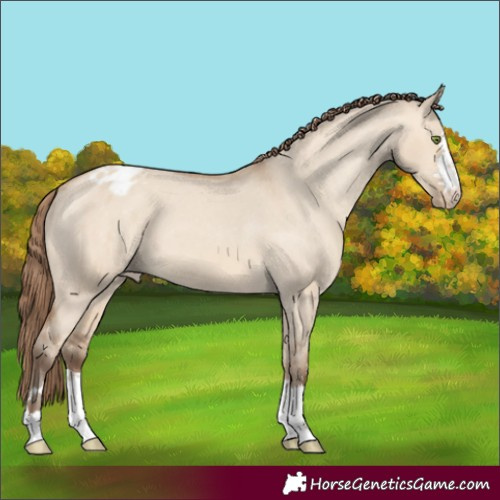 Horse Color:Amber Champagne Dun Appaloosa