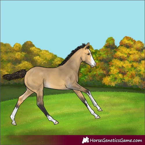 Horse Color:Buckskin Dun 