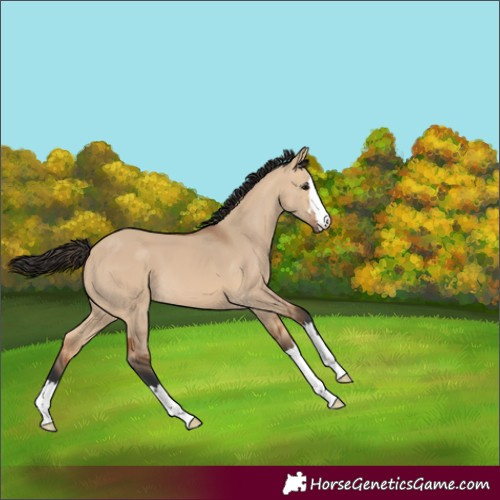 Horse Color:Bay Dun 