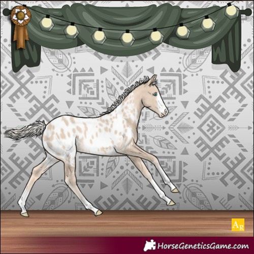 Horse Color:Cremello Appaloosa 