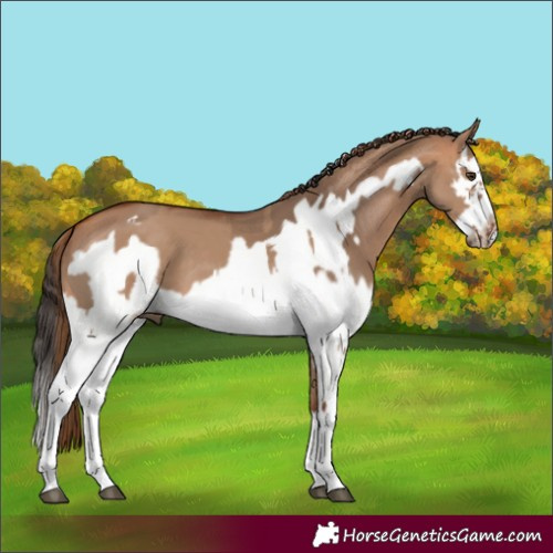 Horse Color:Red Dun Splash Frame  and Bay Dun Splash Frame 