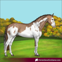 Horse Color:Red Dun Splash Frame and Bay Dun Splash Frame