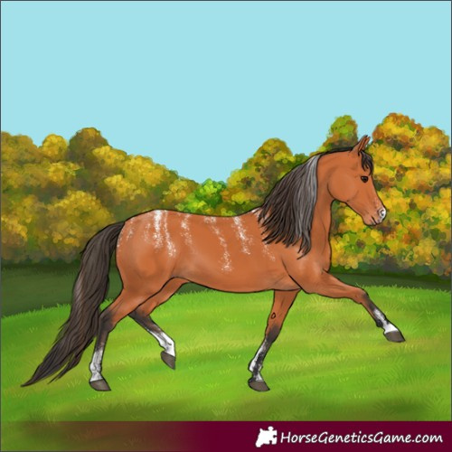 Horse Color:Powder White Bay 