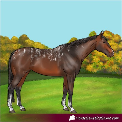Horse Color:Powder White Bay 