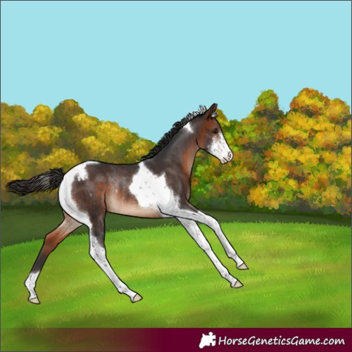 Horse Color:Bay Sabino Tobiano Varnish Rabicano 