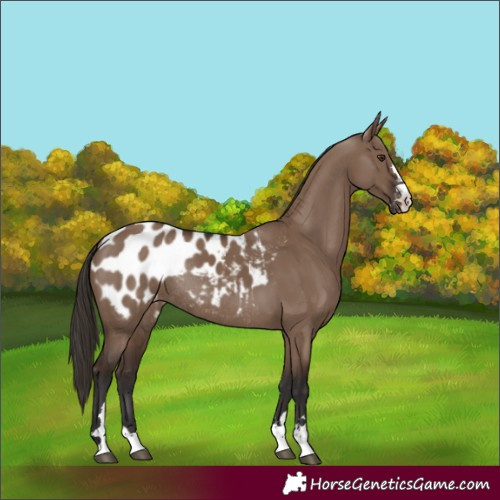 Horse Color:Liver Red Dun Appaloosa Rabicano