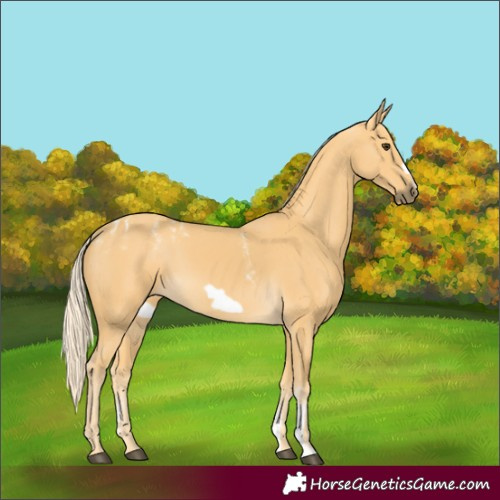 Horse Color:Powder White Palomino Frame 