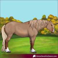 Horse Color:Red Dun 
