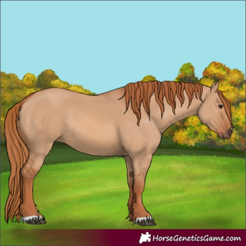 Horse Color:Red Dun