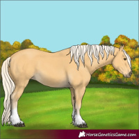 Horse Color:Palomino Tobiano 