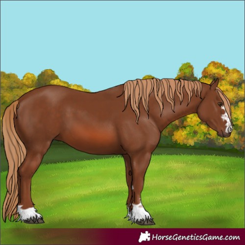 Horse Color:Chestnut 