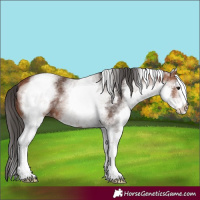 Horse Color:White Spotted Bay 