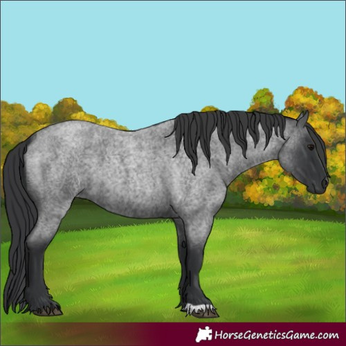 Horse Color:Blue Roan 