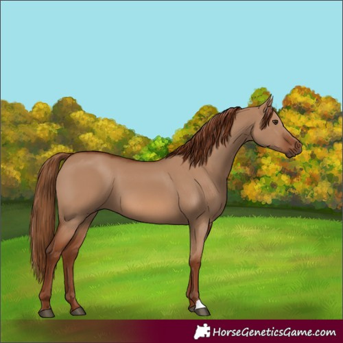 Horse Color:Red Dun 