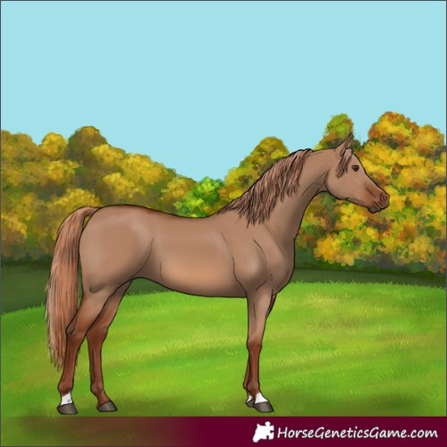 Horse Color:Red Dun 