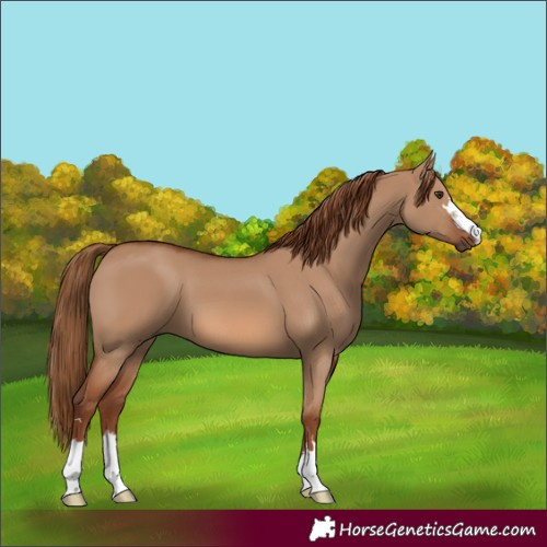Horse Color:Red Dun 