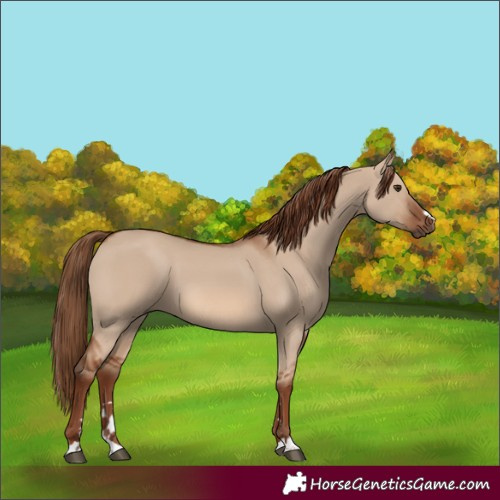 Horse Color:Red Dun 