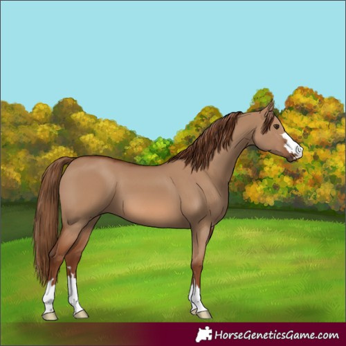 Horse Color:Red Dun 