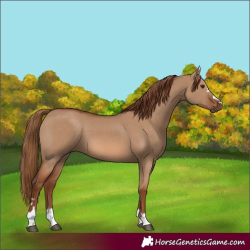 Horse Color:Red Dun 