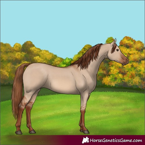 Horse Color:Red Dun 