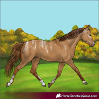 Horse Color:Powder White Gray Red Dun