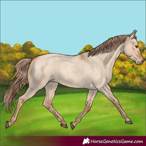 Horse Color:Red Dun Roan 