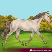 Horse Color:Red Dun Roan 