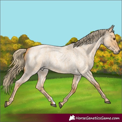 Horse Color:Red Dun Roan 