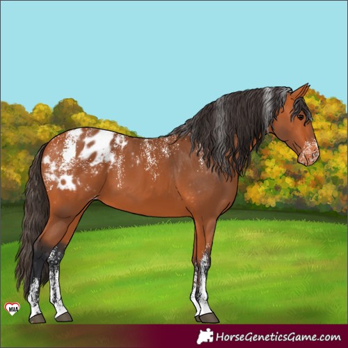 Horse Color:Powder White Bay Blanket 