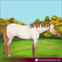 Horse Color:Red Dun Roan 