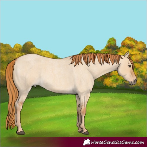 Horse Color:Red Dun Roan 