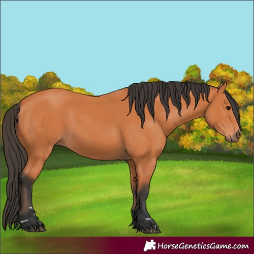 Horse Color:Bay 