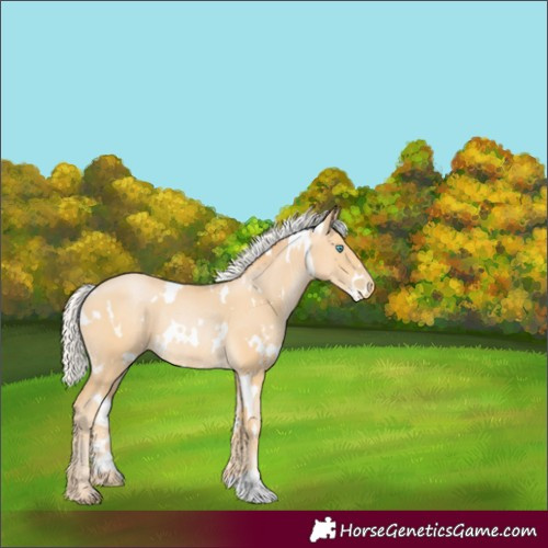 Horse Color:White Spotted Silver Buckskin Pearl Rabicano 