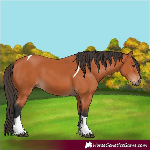 Horse Color:Bay Tobiano 
