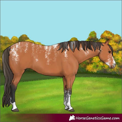 Horse Color:Powder White Bay 