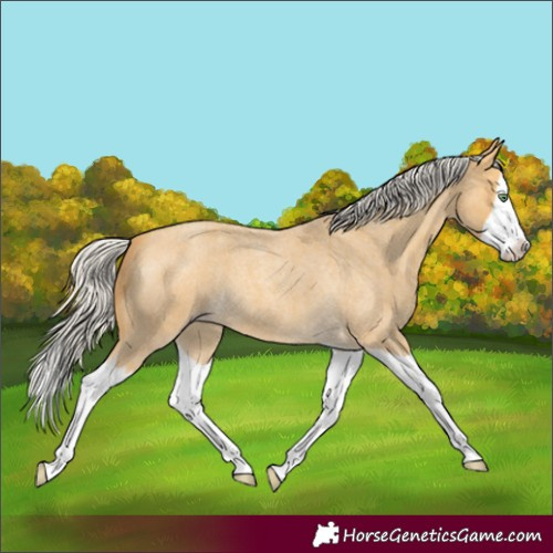 Horse Color:Silver Amber Cream Champagne Roan Splash 