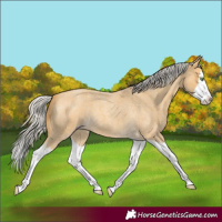 Horse Color:Silver Amber Cream Champagne Roan Splash 