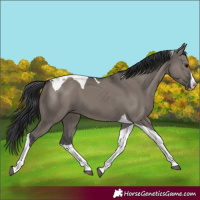 Horse Color:Grullo Splash Tobiano 