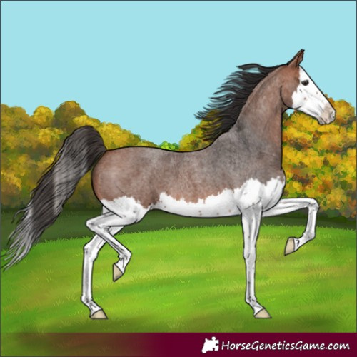 Horse Color:Bay Roan Splash 