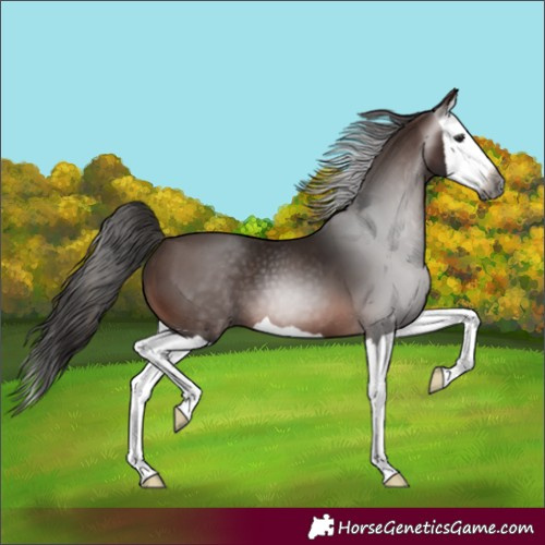 Horse Color:Gray Bay Splash 