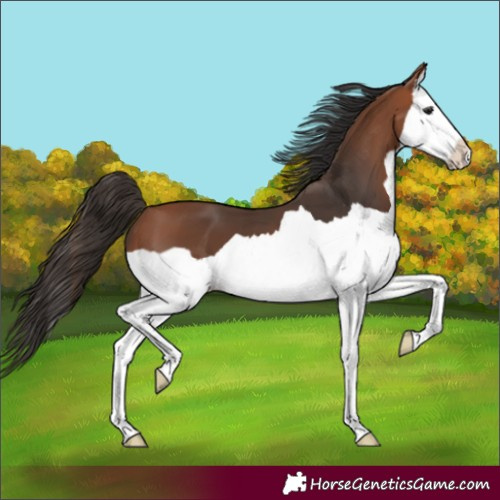 Horse Color:Bay Splash 