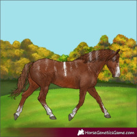 Horse Color:Powder White Chestnut 