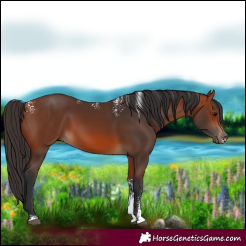 Horse Color:Powder White Bay