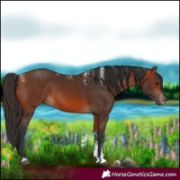 Horse Color:Powder White Bay