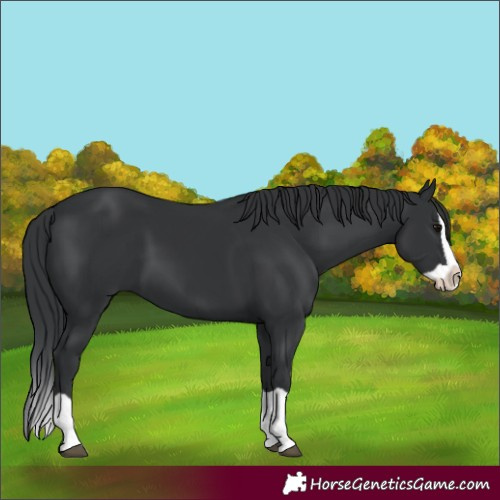 Horse Color:Black Splash 
