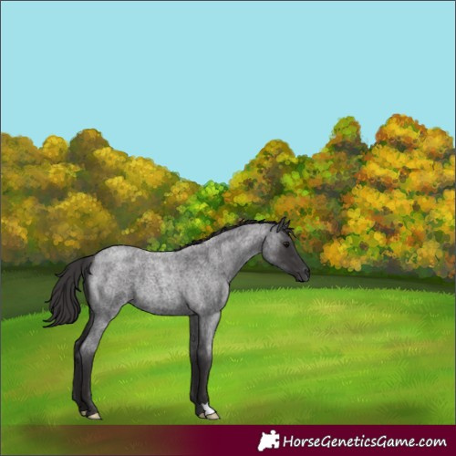 Horse Color:Smoky Blue Roan 
