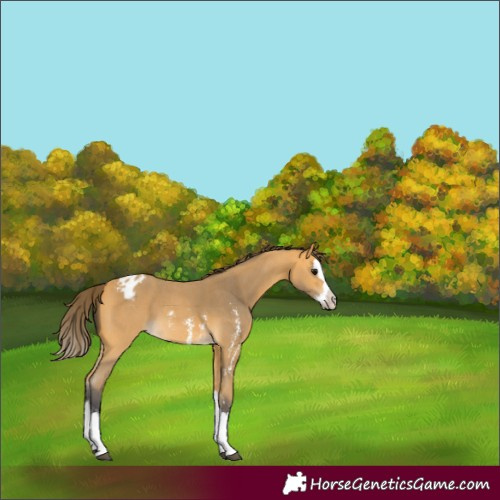 Horse Color:Buckskin Sabino Splash Appaloosa 