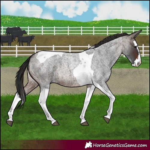 Horse Color:Brown Roan Splash Tobiano
