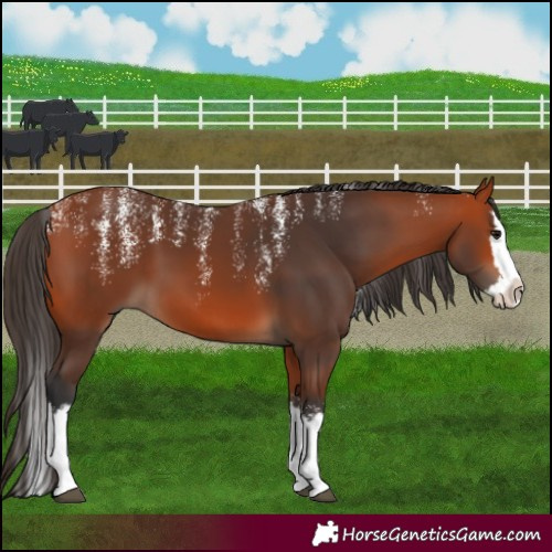 Horse Color:Powder White Bay Splash